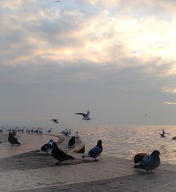 Flock of seagulls on beach