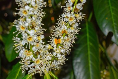 Close-up of flowering plant