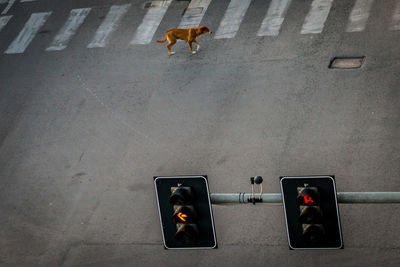 High angle view of dog on road