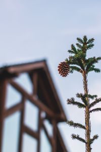 Low angle view of palm tree and building against sky