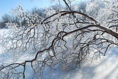 Bare trees on frozen landscape against sky
