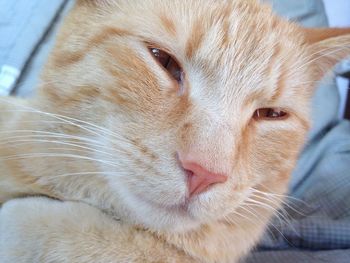 Close-up portrait of ginger cat