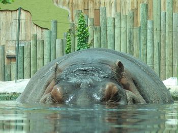 Hippopotamus in water against wooden fence at zoo