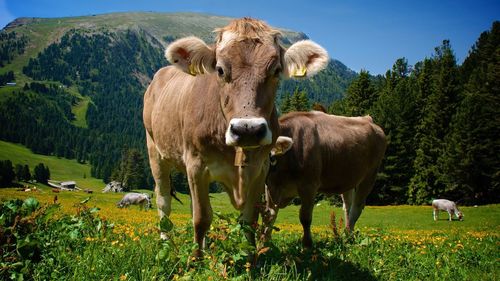 Horses grazing on field