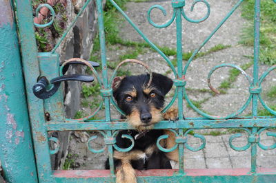 Close-up portrait of puppy