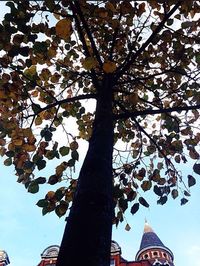 Low angle view of tree against sky