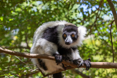 Low angle view of a monkey on tree