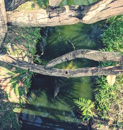 View of fish swimming in lake