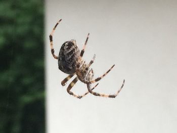 Close-up of spider