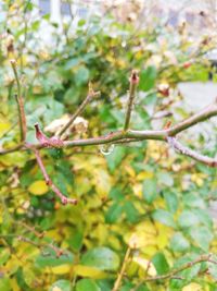 Close-up of grasshopper on branch