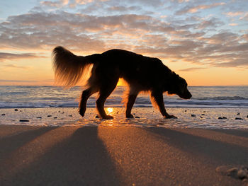 Golden retriever standing on beach against sky during sunset