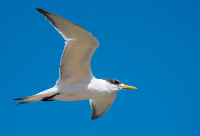 Low angle view of seagull flying against clear blue sky