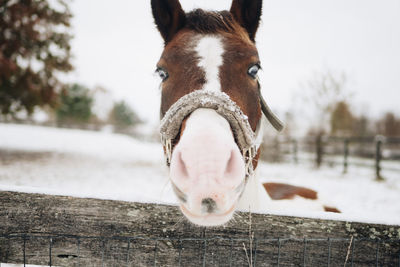 A brown and white horse looks over a fence in the snow