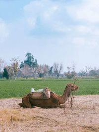 Camel on field against sky