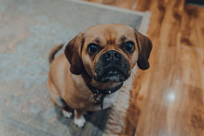 Close-up portrait of dog on floor