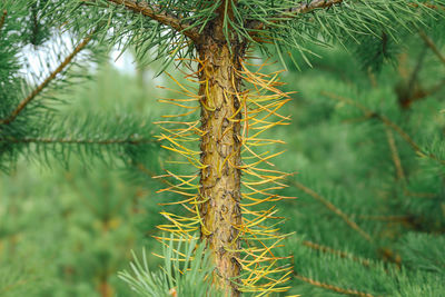 Trunk of a young pine tree with yellow needles, close up