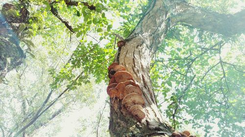 Tree trunk in forest