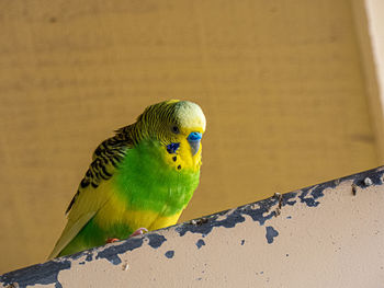 Close-up of parrot perching on wall