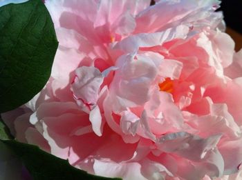 Close-up of pink rose