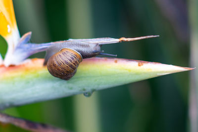 Close-up of snail on plant