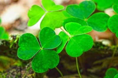 Close up of green leaves