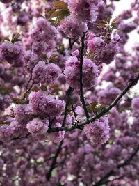 Close-up of pink cherry blossoms in spring