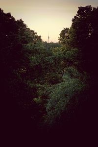 Scenic view of trees