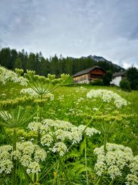 Flowers growing in field
