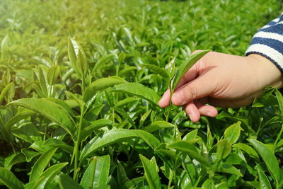 A hand picking tea leaf in tea field. soft focus. nature, agriculture, food and drink concept.