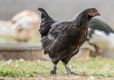 Close-up of a bird