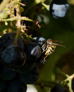Close-up of honey bee on fruit