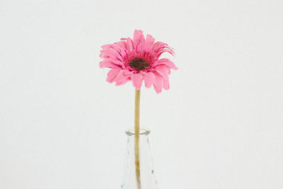 Close-up of pink flower