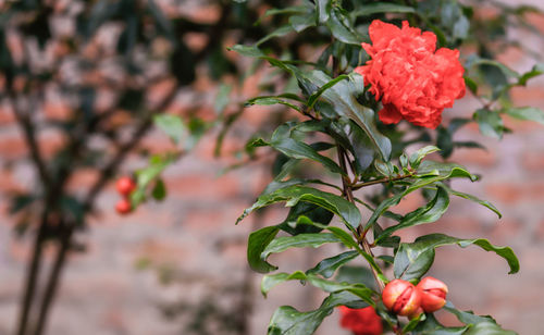 Close-up of red flowering plant