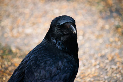 Close-up of a bird