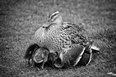 Close-up of duck on field