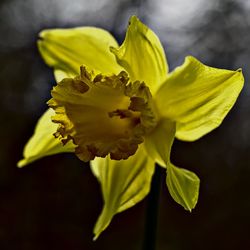 Close-up of yellow flowers