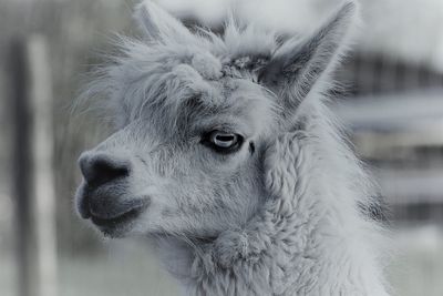 Close-up of a lama