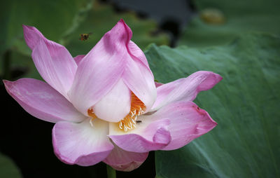 Close-up of pink lotus water lily