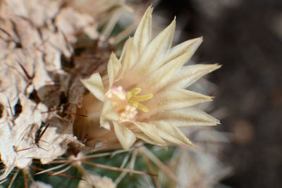 Close-up of flower against blurred background