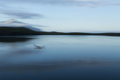 Northern fulmar flying over water in iceland during the late evening blue hour