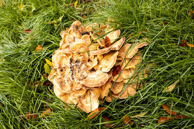 High angle view of mushroom growing on field