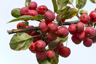 Close-up of cherries growing on tree