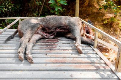 Cat sleeping on staircase