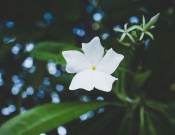 Close-up of frangipani blooming outdoors