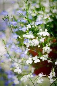 Close-up of white flowering plants on field