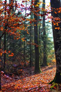 View of autumnal trees in forest