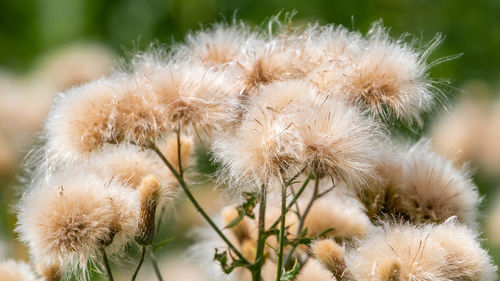 Close-up of dandelion growing outdoors