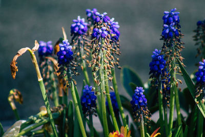 Close-up of purple flowering plants