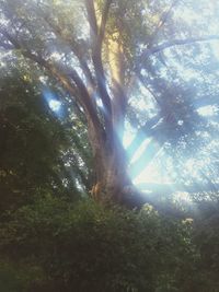 Low angle view of trees