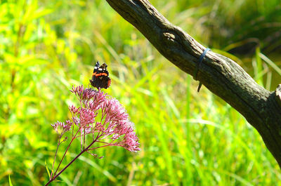 Close-up of bee pollinating on flower